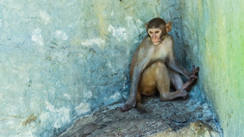 rhesus monkey