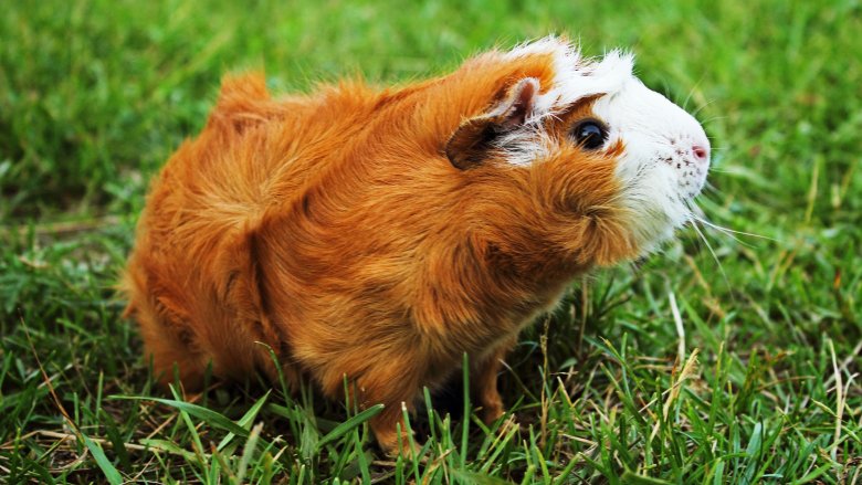 guinea pig