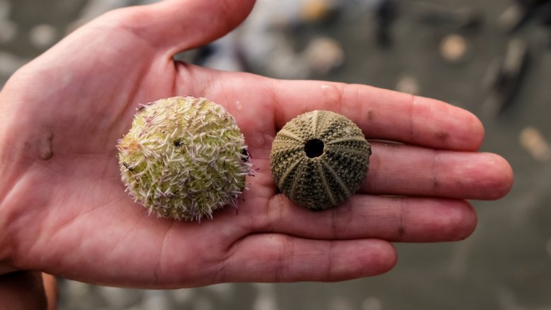 sea urchin