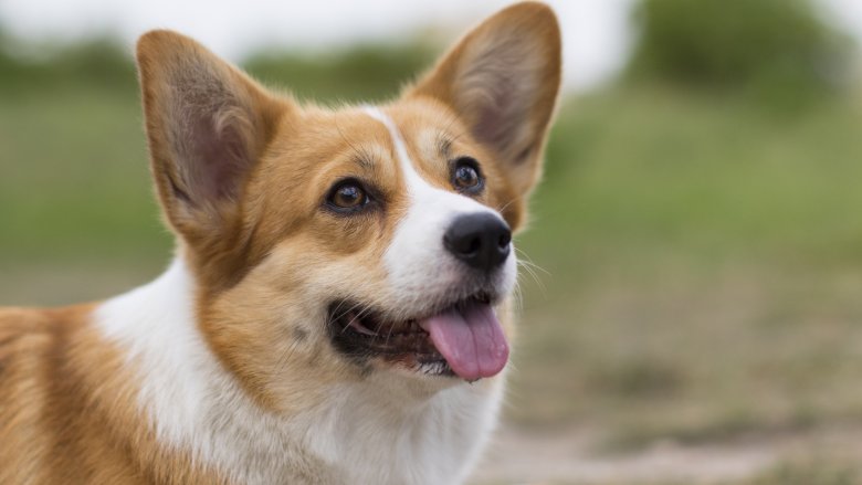 A Welsh Corgi