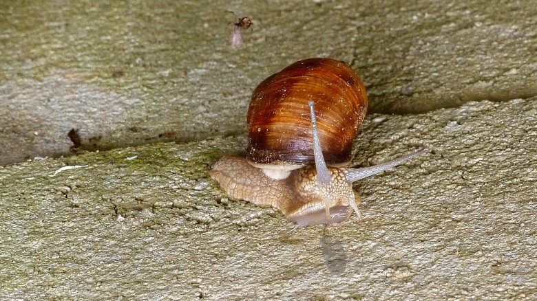 snail