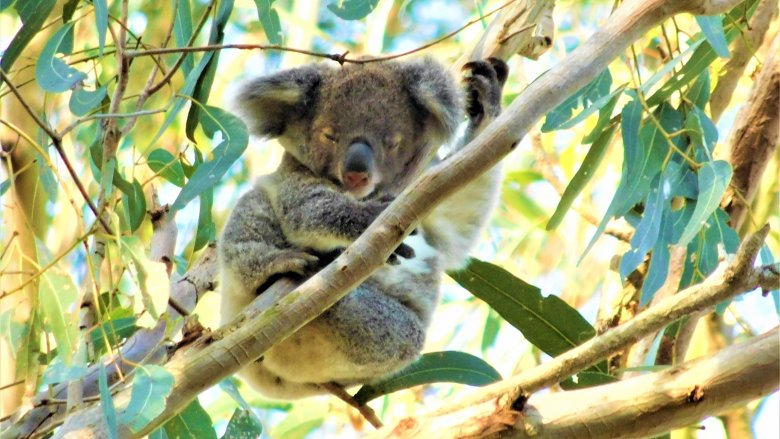 koala, tree