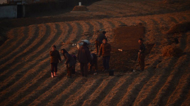 North Korean farmers