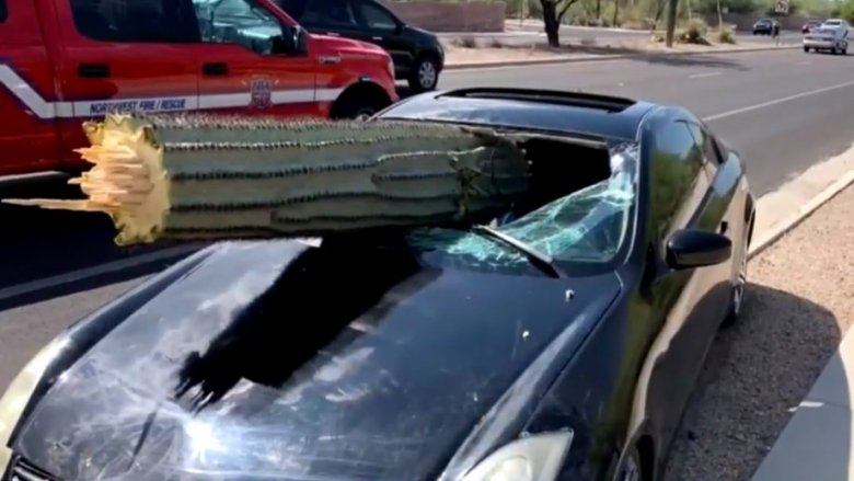 arizona driver cactus windshield