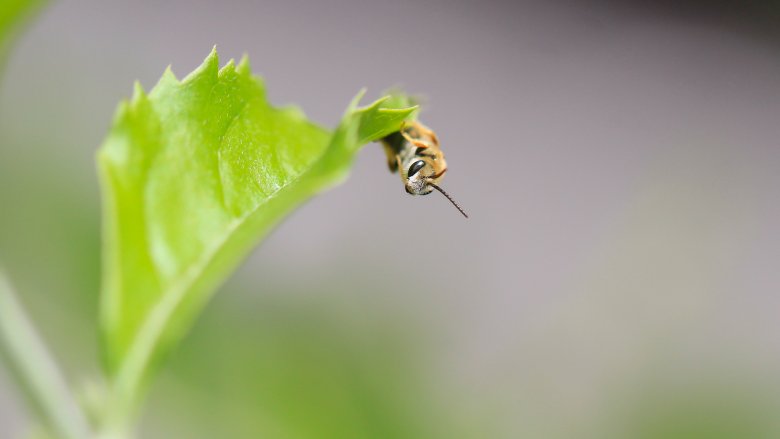 sweat bee tiny