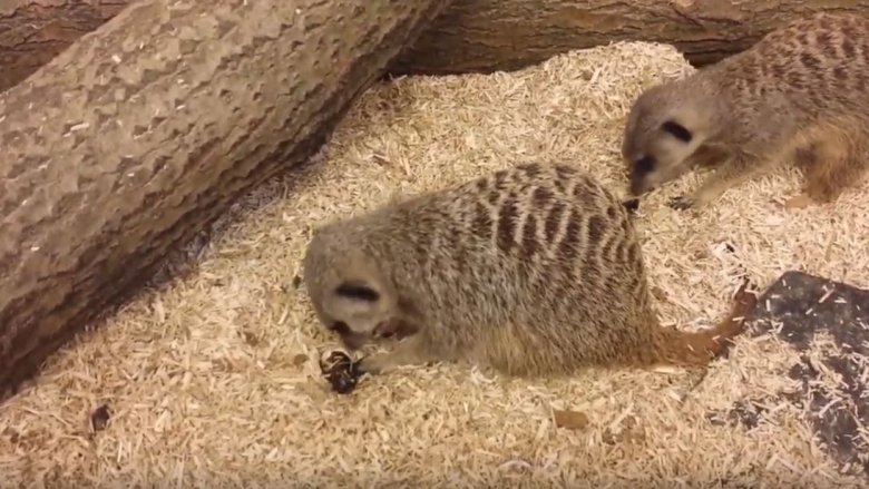meerkats eating cockroaches v-day
