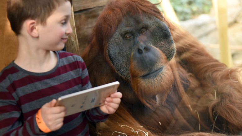orangutan ipad gorilla tablet