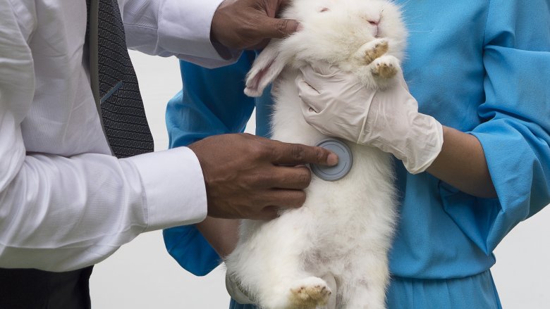 rabbit disease treatment