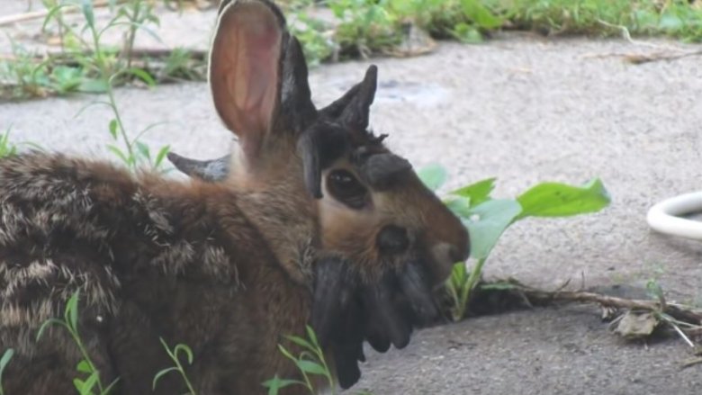 shope papillomavirus real jackalope horns