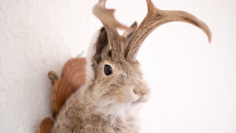 jackalope head mount