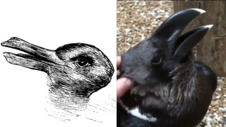 The rabbit/duck illusion and and the bunny/bird illusion 