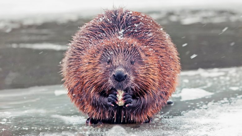 Big Canadian beaver