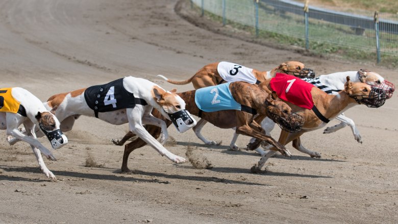 Greyhound race