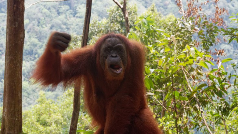 orangutan