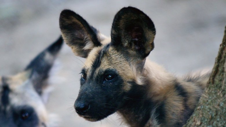 African wild dogs