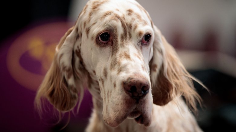 English setter