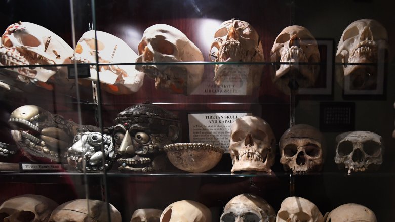 skulls museum of death