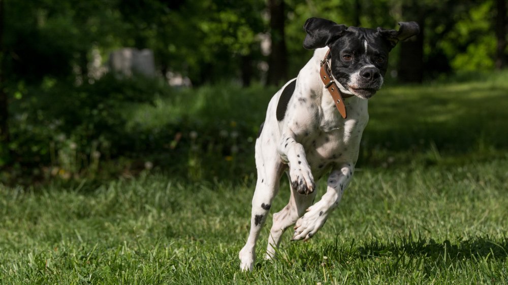 Pointer Dog Running