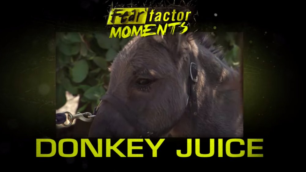 Fear Factor Donkey