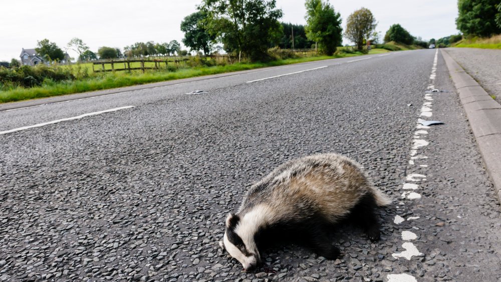 Roadkill Badger