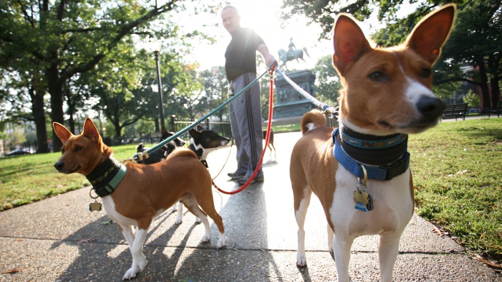 Basenji