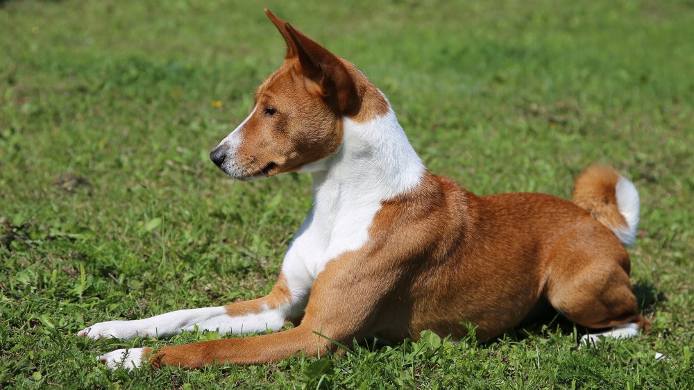 Basenji