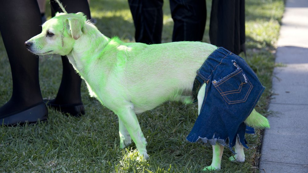 Dog Dyed Green