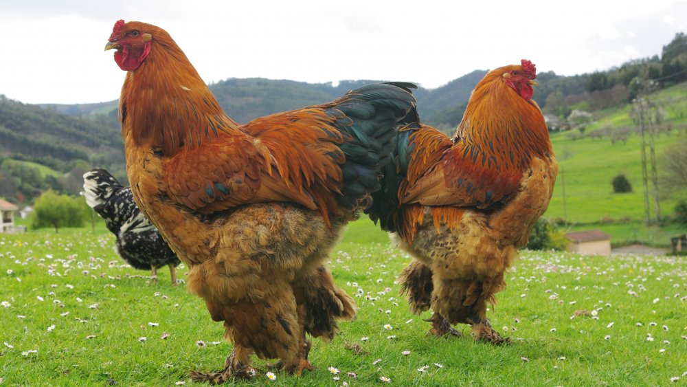 Brahma chicken, giant chicken