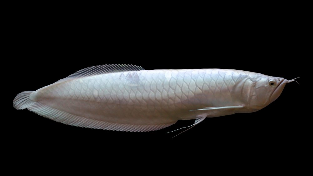 Platinum Arowana, Expensive Fish