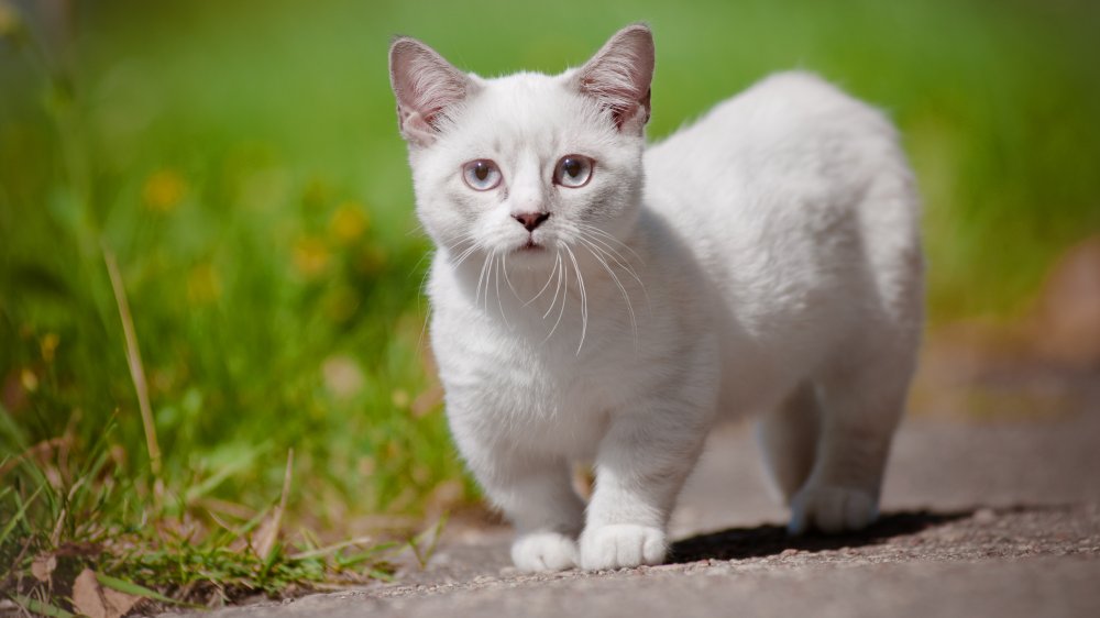 Munchkin cat