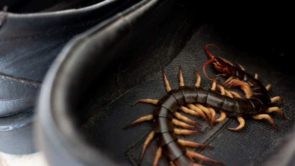 Centipede in a shoe