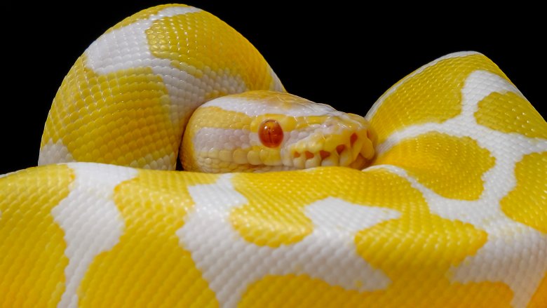 ball python snake most expensive