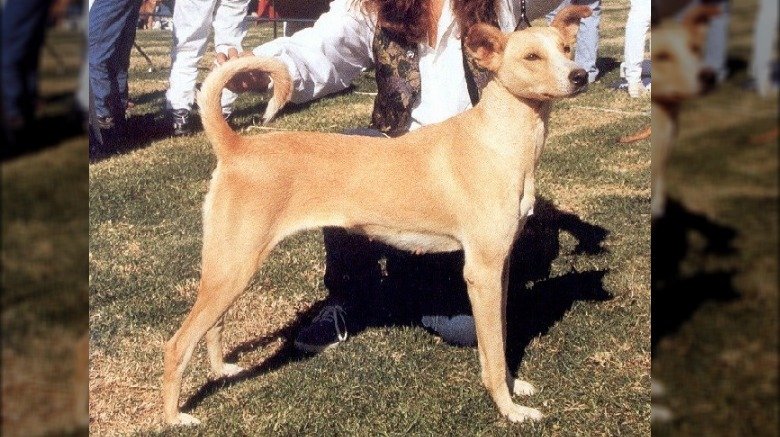 Cretan Hound