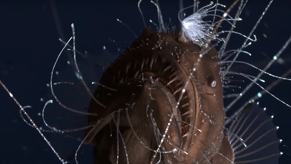 anglerfish