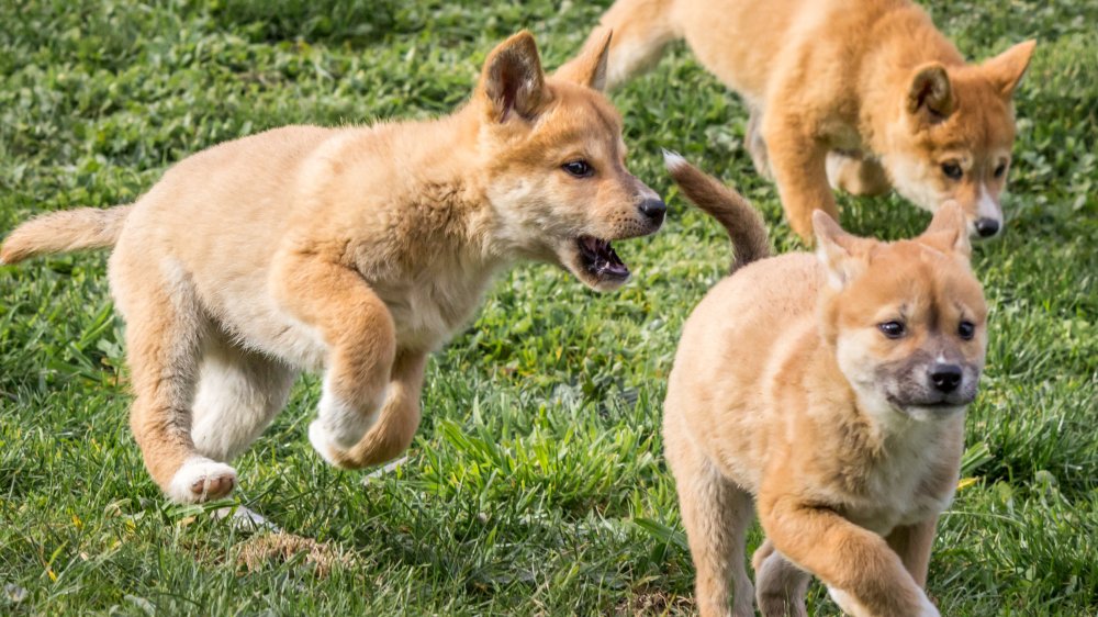 Dingo puppy