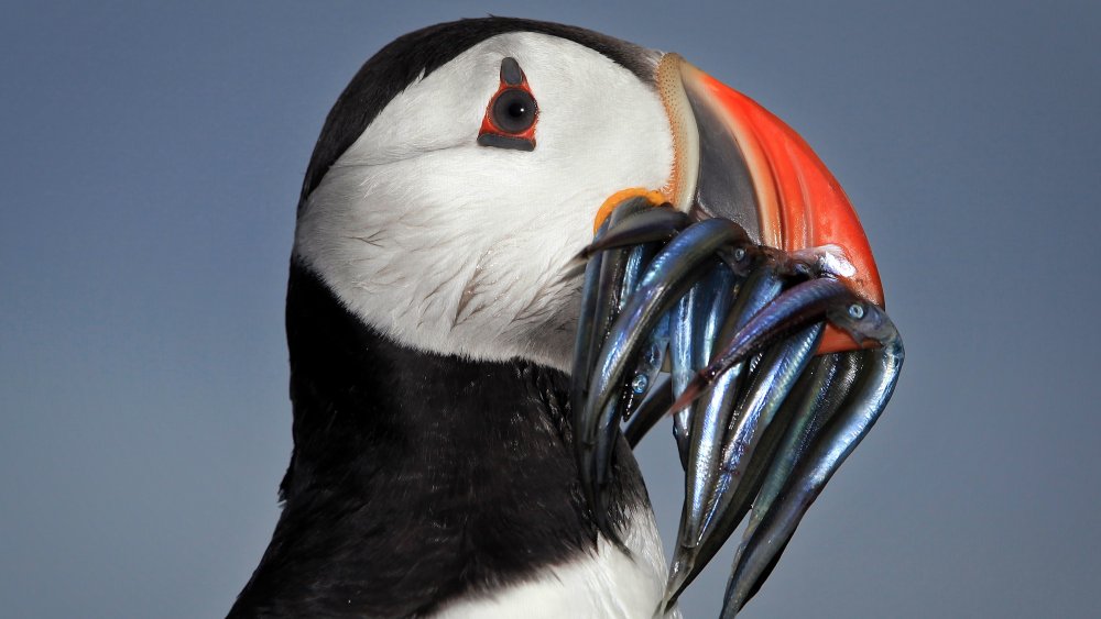 Puffin