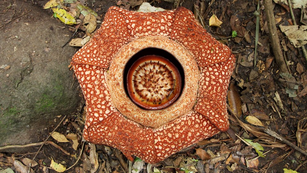 Rafflesia