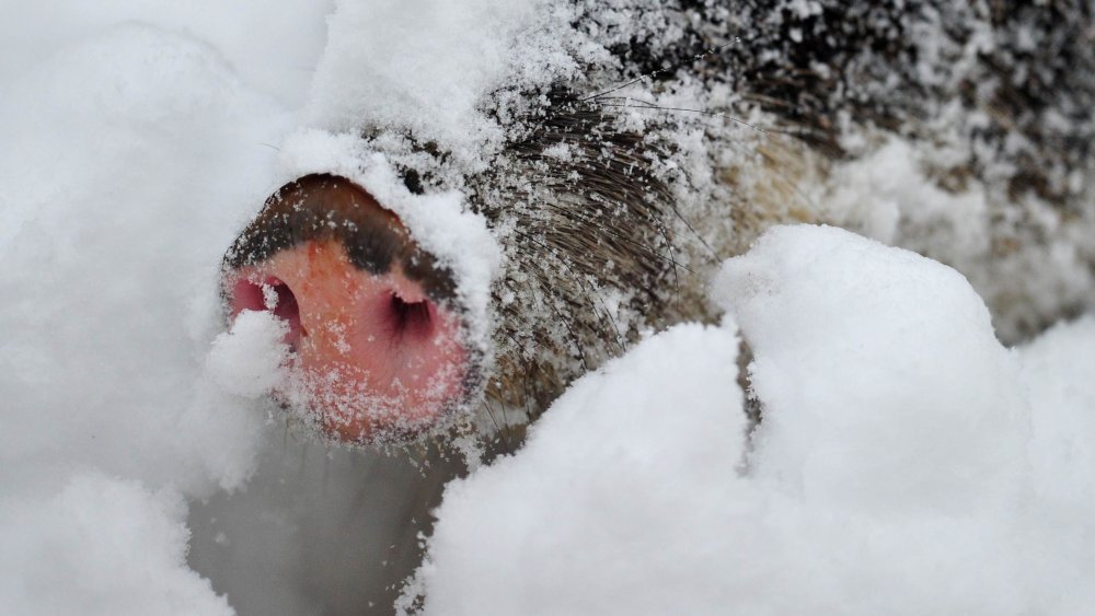 Boar, snow, snout