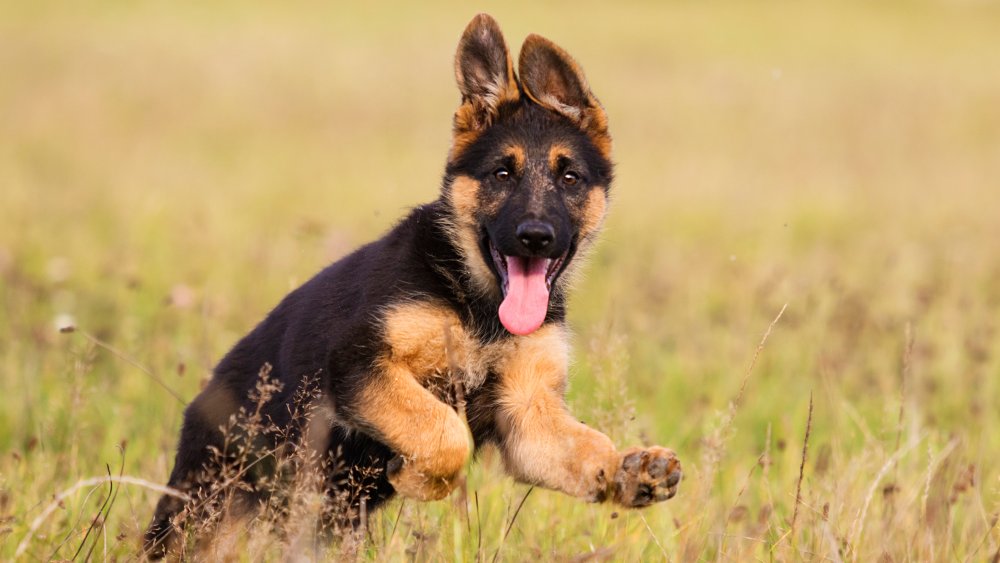 German Shepherd