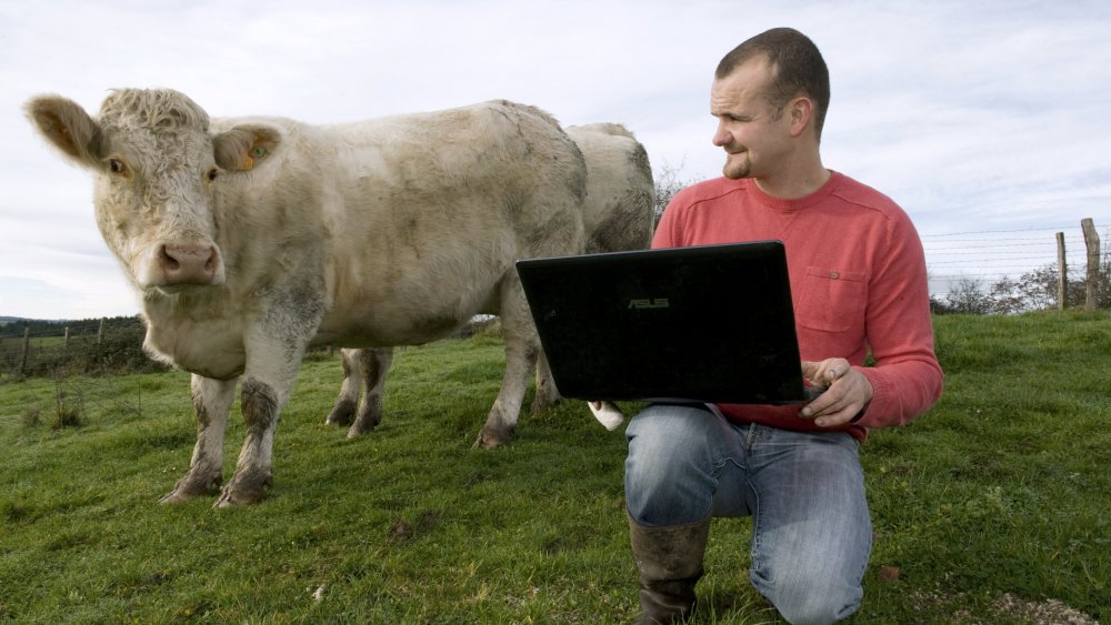 Cow, Technology