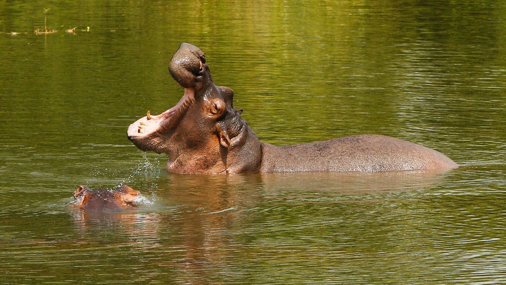 Hippos in water