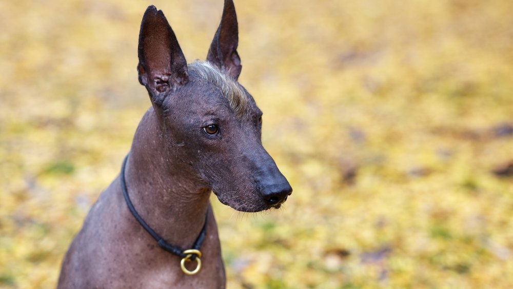 Xoloitzcuintle