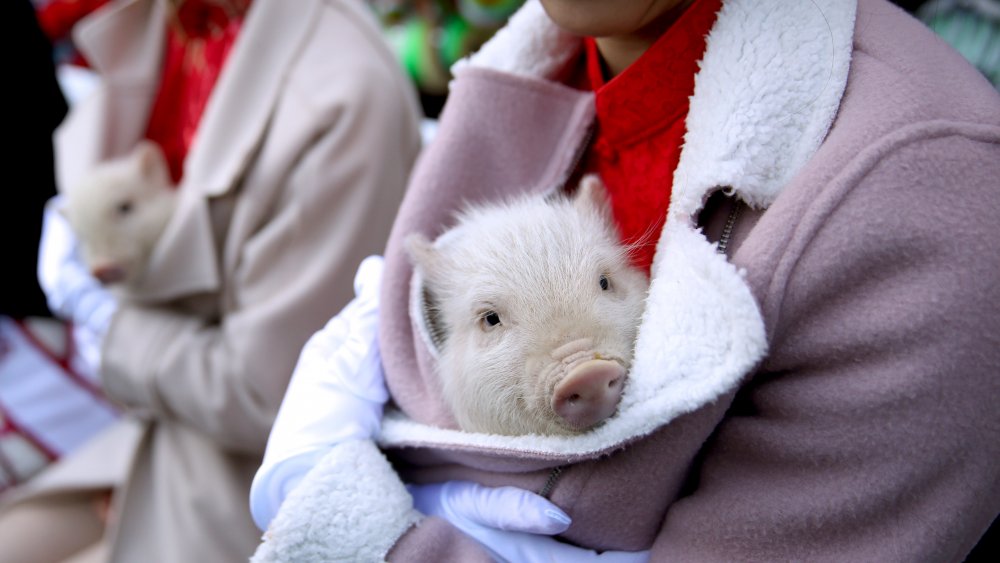 Pig in a blanket