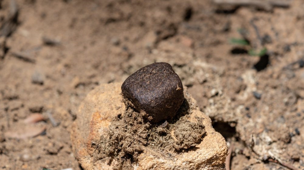 Wombat poop