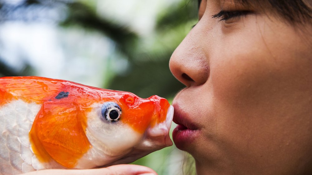 Koi fish