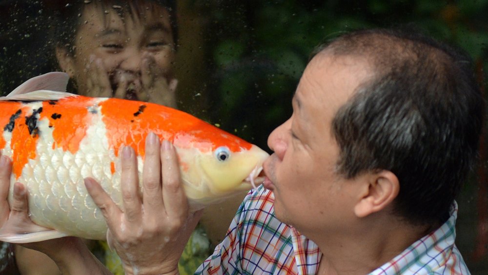 Koi fish