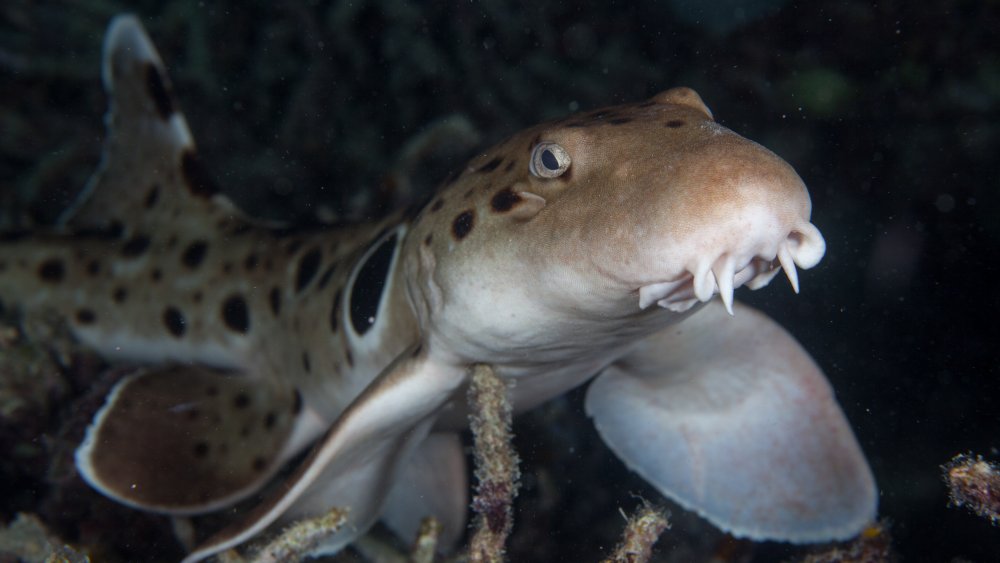 Epaulette shark