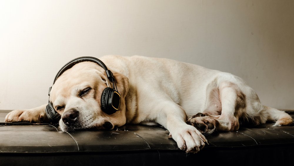 dog headphones