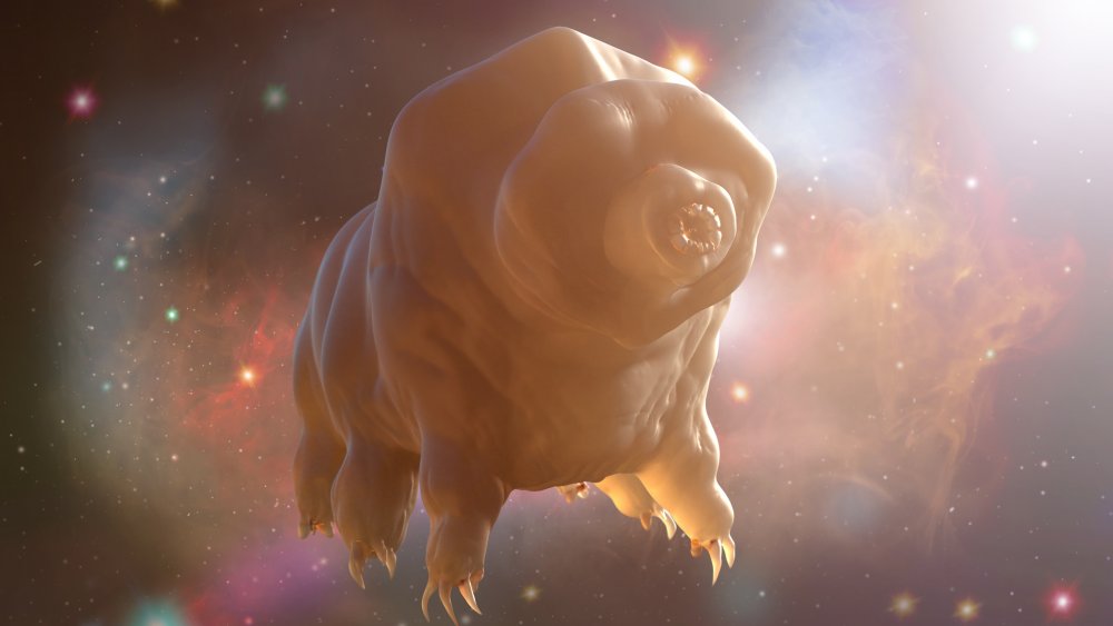 tardigrade