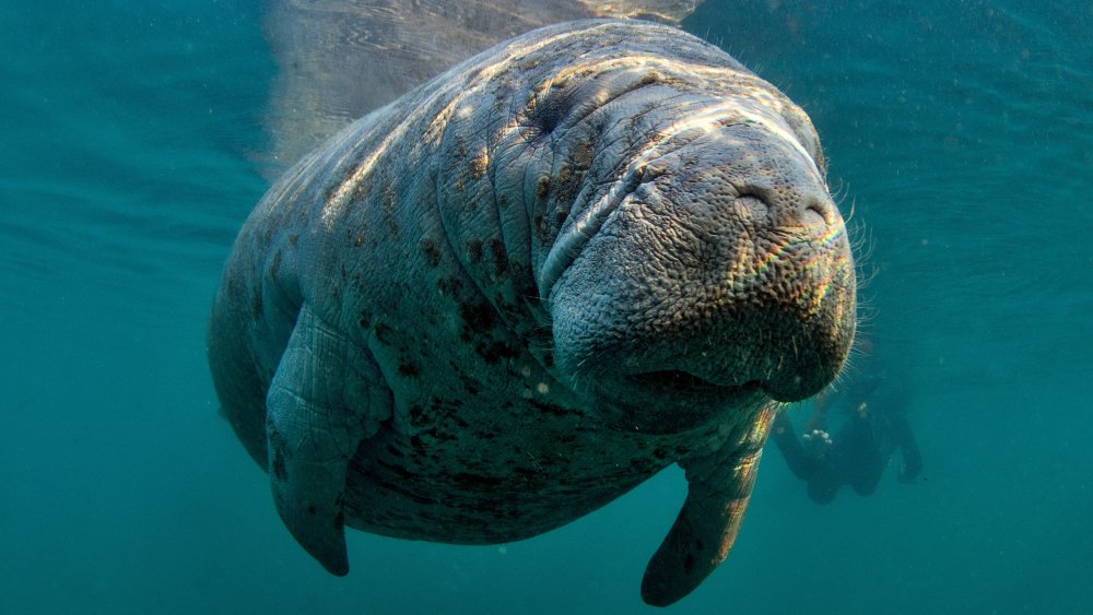 Manatee